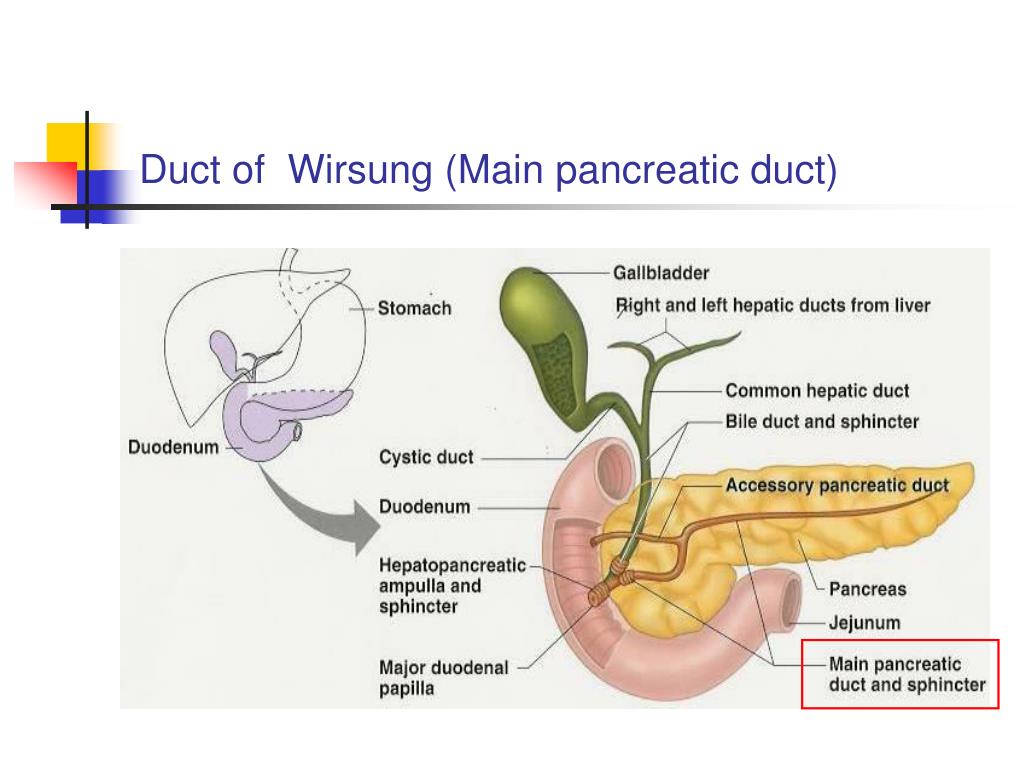 Alimentos que mejoran el pancreas