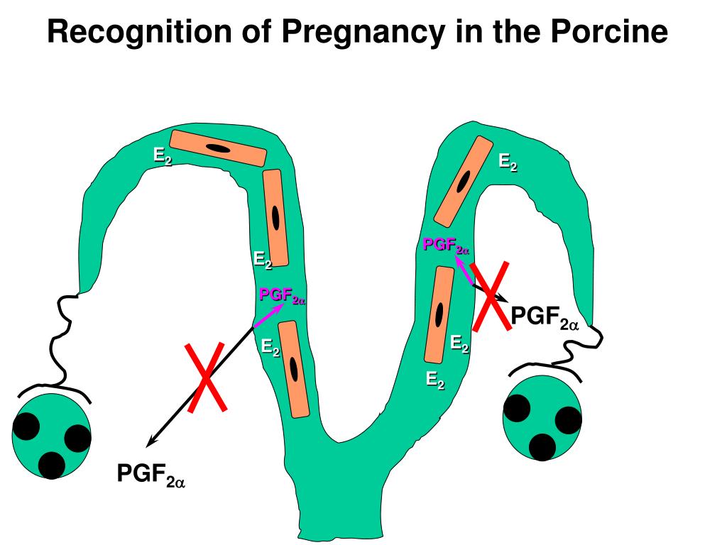 PPT - Lecture 19 Placentation and Maternal Recognition of Pregnancy  PowerPoint Presentation - ID:1224510