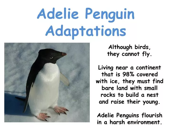 Ppt adelie penguin adaptations powerpoint presentation free download