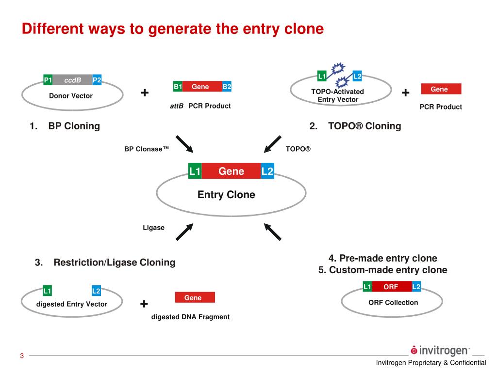PPT - The Gateway® Cloning System PowerPoint Presentation, free download -  ID:1226990