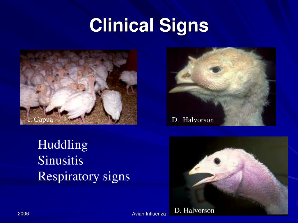 PPT Avian Influenza Symptoms in Birds PowerPoint Presentation, free
