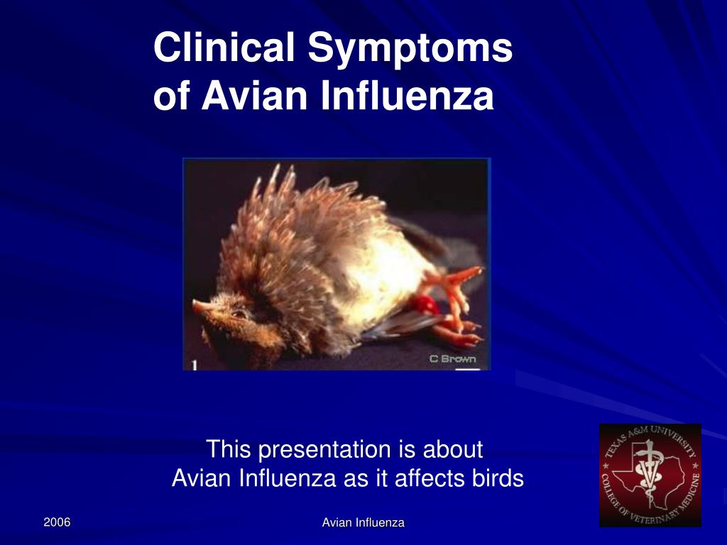 PPT Avian Influenza Symptoms in Birds PowerPoint Presentation, free