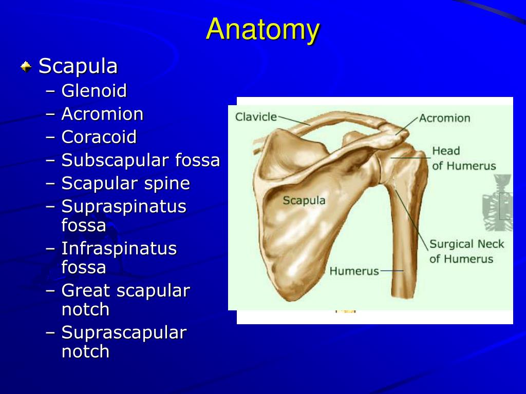 PPT - X-Ray Rounds: (Plain) Radiographic Evaluation of the Shoulder