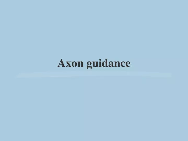 axon guidance n.
