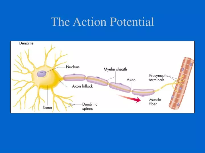 the action potential n.