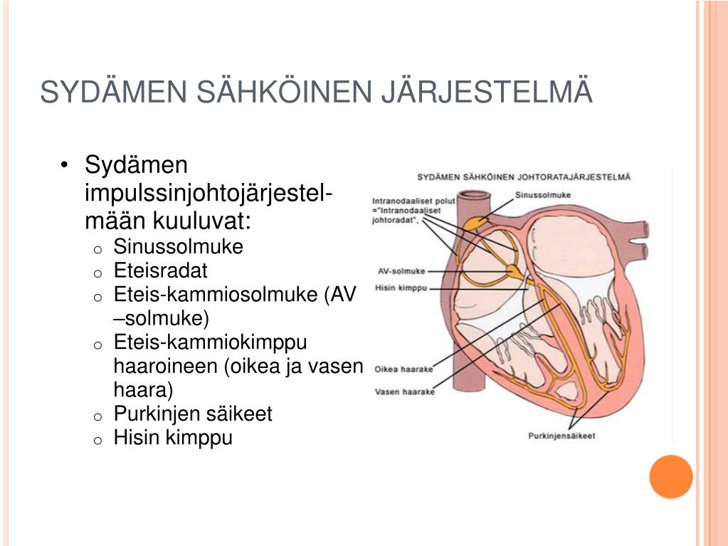 PPT - Sydän ja EKG I PowerPoint Presentation, free download - ID:1230509