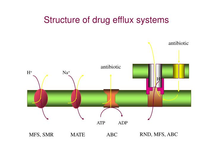 PPT - Role of the Efflux Pumps in Antimicrobial Resistance in E. coli ...