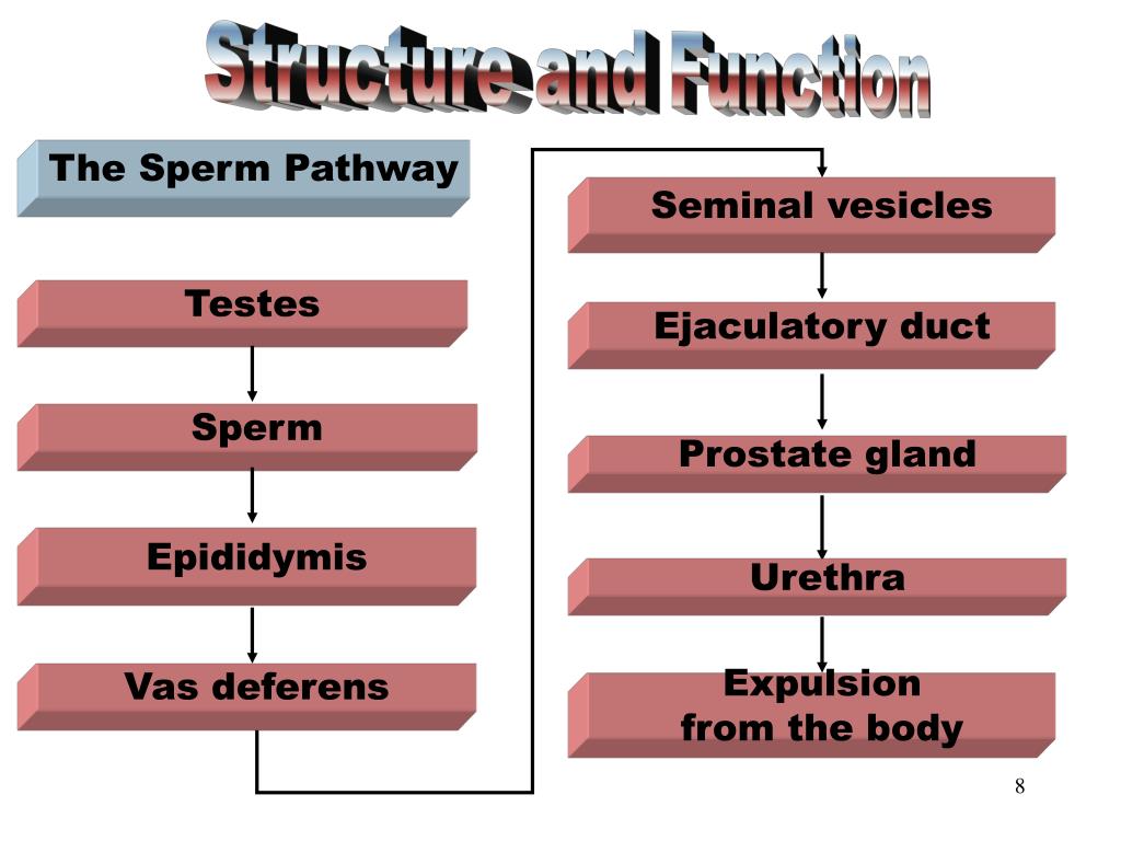 PPT The Male Reproductive System PowerPoint Presentation Free 