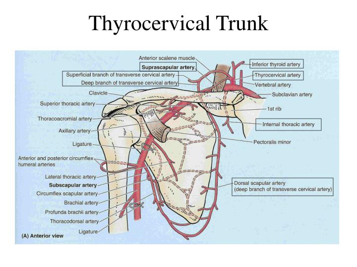 thyrocervical trunk