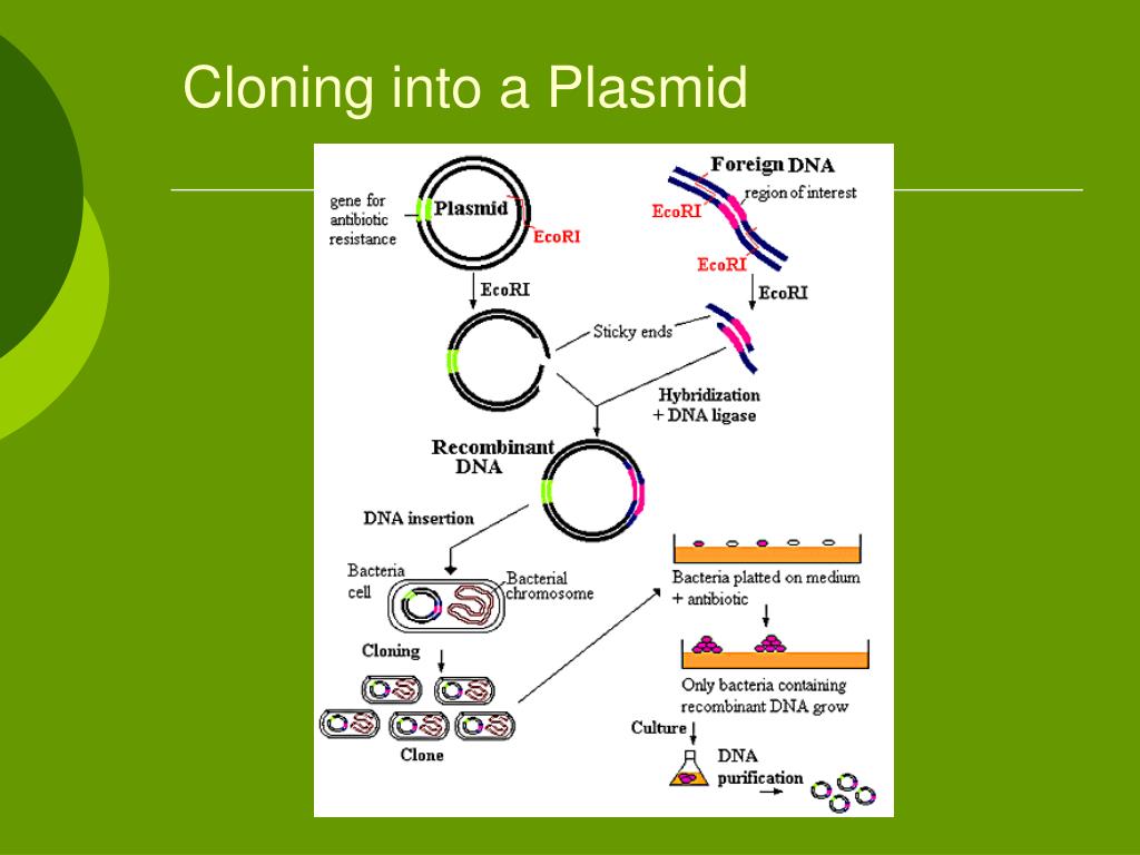 Гибридизация плазмид. Кол плазмиды. Плазмиды бактерий. Структурная организация плазмид. Автономная плазмида.