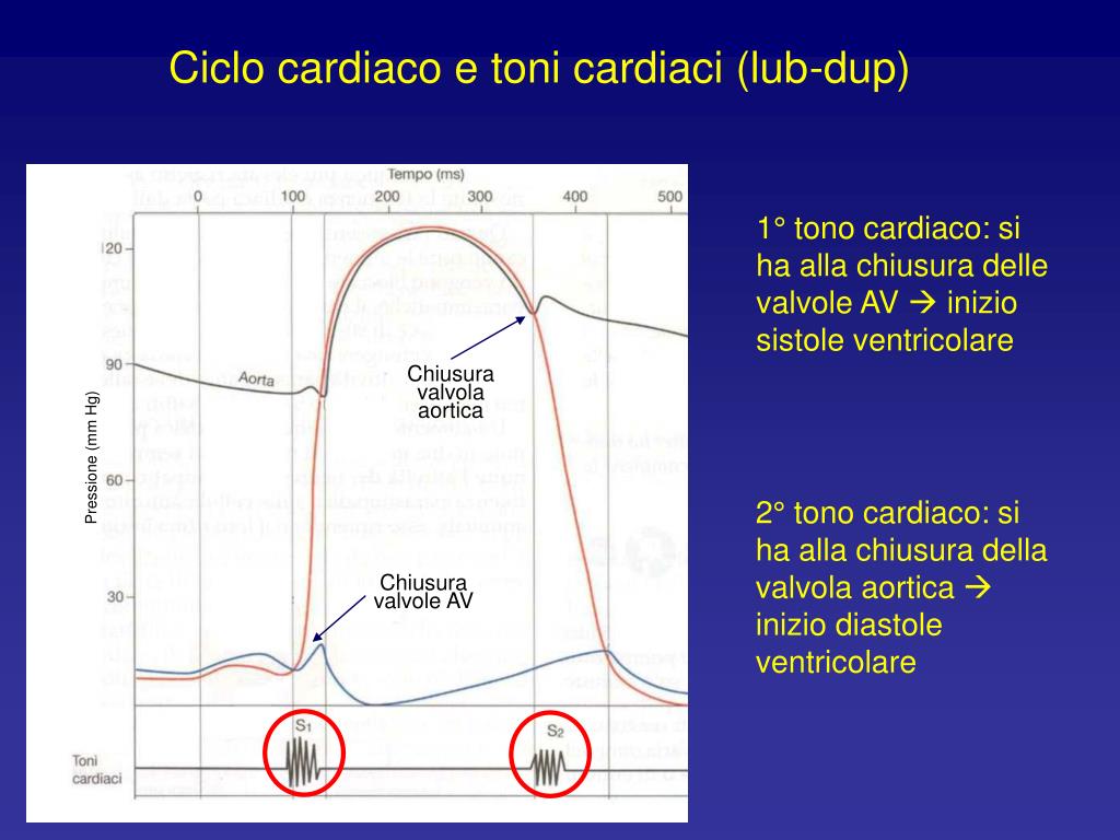 PPT - Fisiologia del cuore PowerPoint Presentation, free download -  ID:1246430