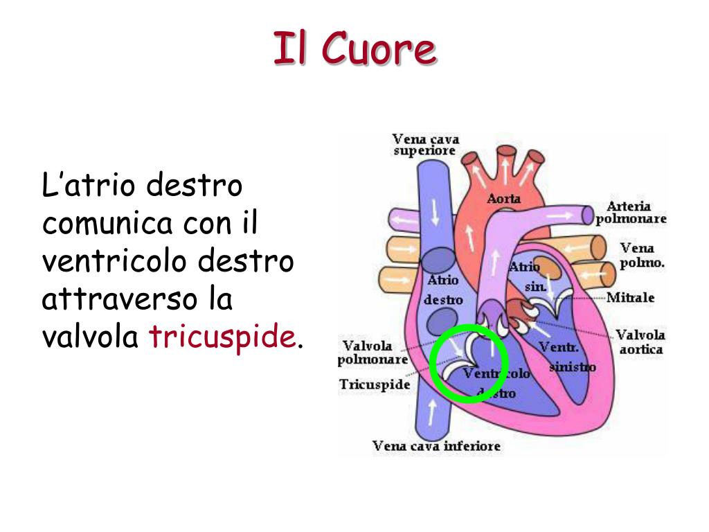 Versa Il Sangue Nell'atrio Destro Del Cuore Cruciverba PPT - Il Prof. Rollo Presenta PowerPoint Presentation, free download