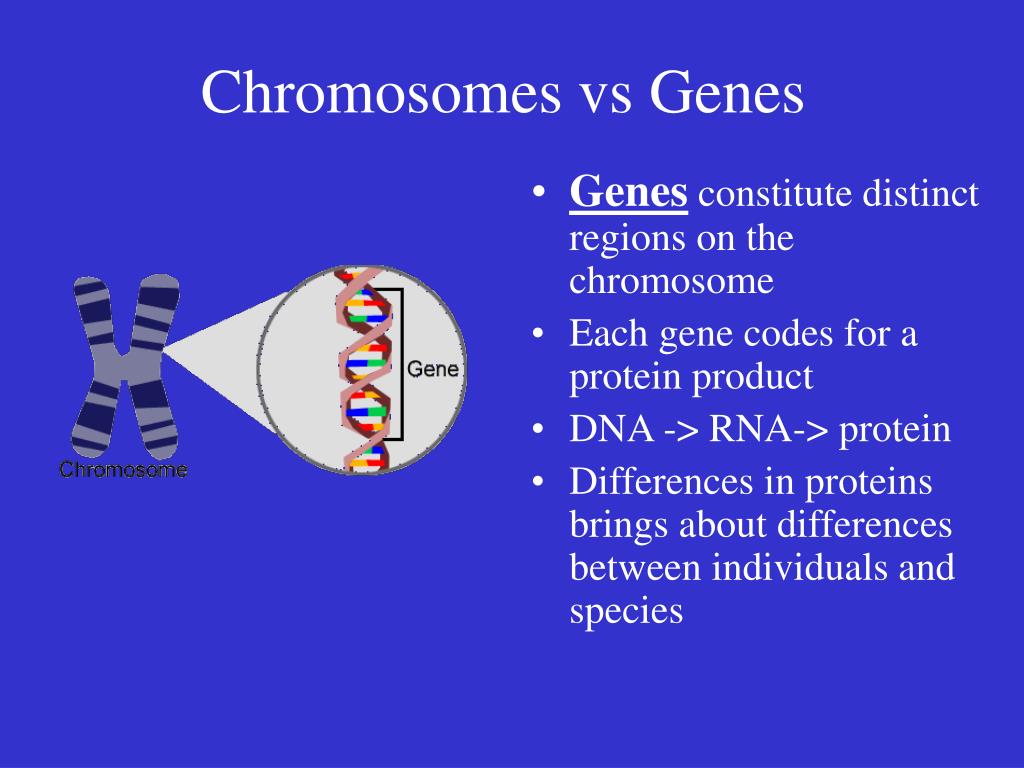 PPT - Introduction to Genetics PowerPoint Presentation, free download ...