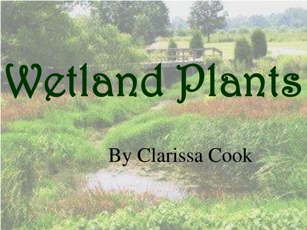 Marsh World: An introduction to wetland plants and animals — Ducks