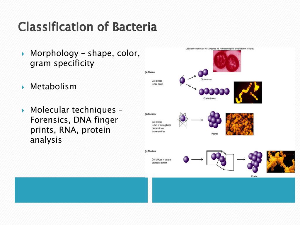 ppt-classification-of-bacteria-powerpoint-presentation-free-download-id-1250525