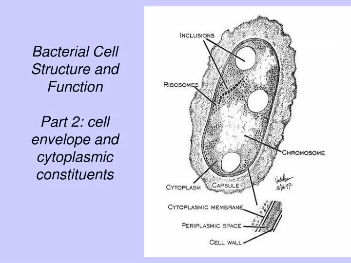 PPT - Bacterial Cell Structure and Function Part 2: cell envelope and