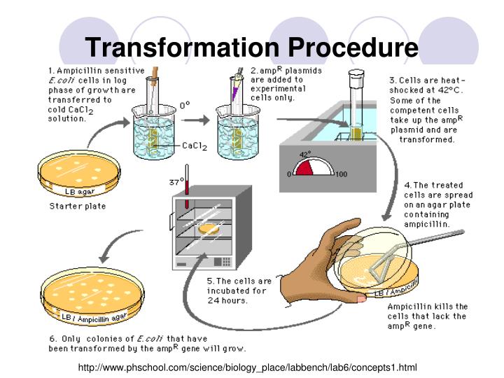 PPT Bacterial Transformation PowerPoint Presentation ID1250582