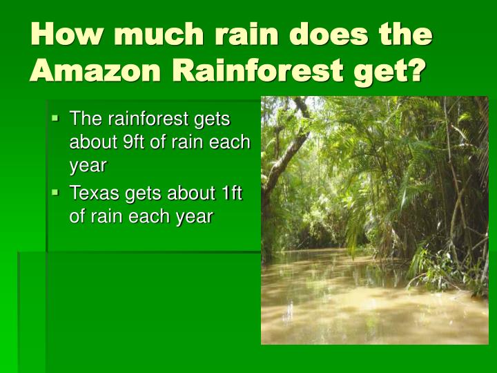 How Often Does It Rain In The Rainforest