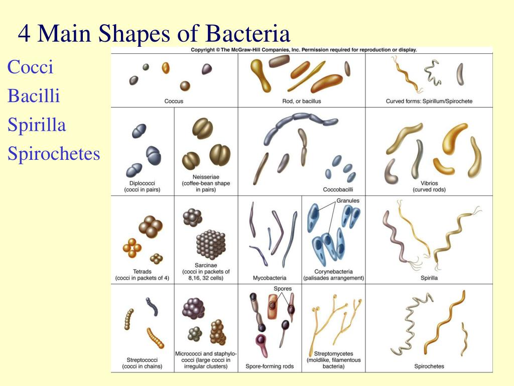 bacteria shapes and names