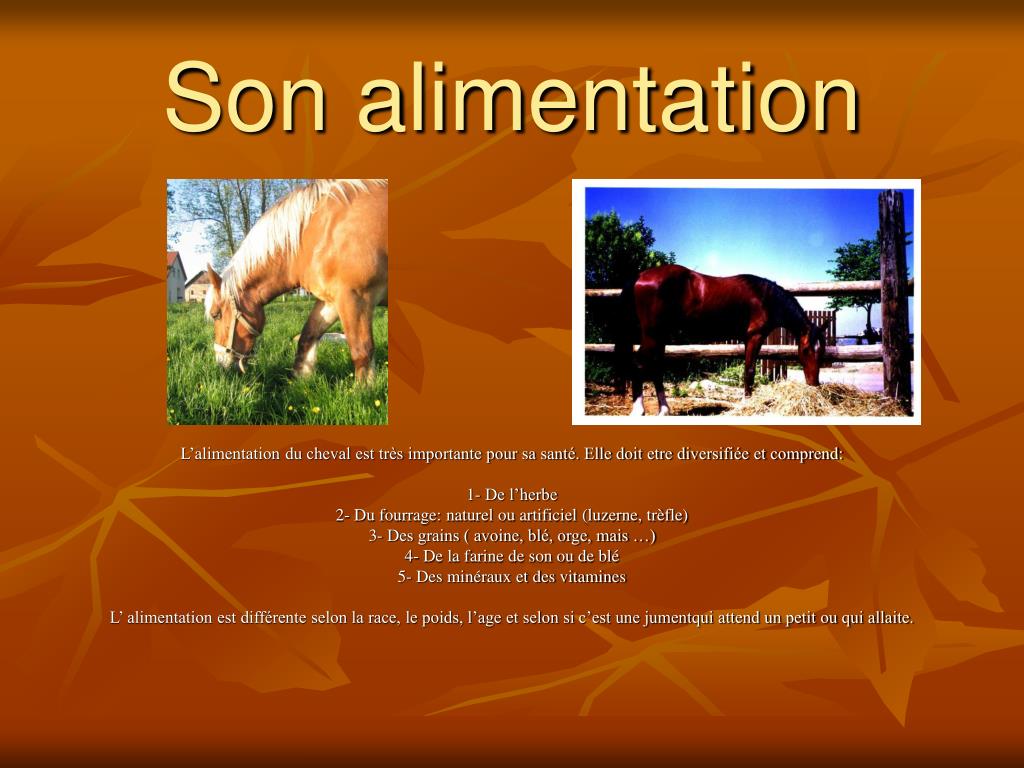 PPT - Génétique et comportement chez le cheval PowerPoint Presentation -  ID:936208