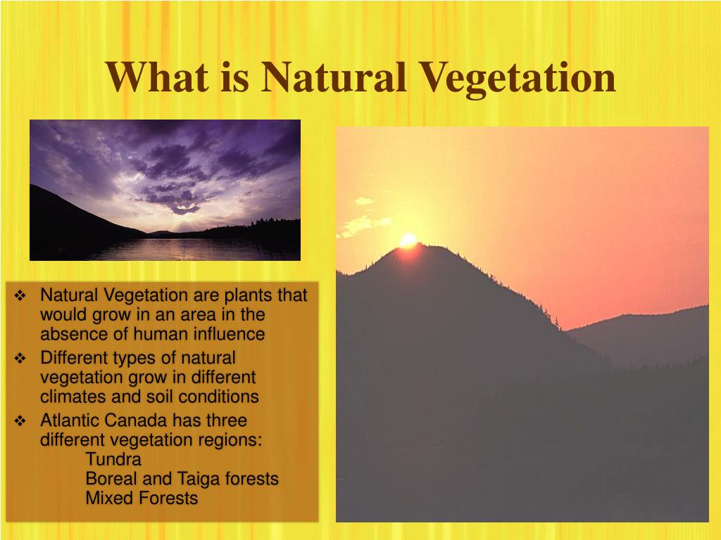 PPT Natural Vegetation PowerPoint Presentation Free Download ID ppt-natural-vegetation-powerpoint-presentation-free-download-id