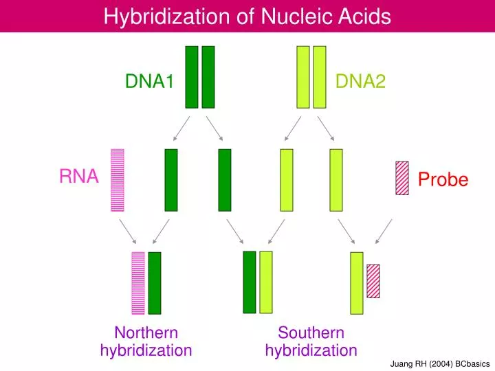 PPT Hybridization of Nucleic Acids PowerPoint Presentation, free