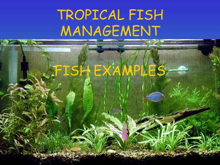 PPT - TROPICAL FISH MANAGEMENT PowerPoint Presentation, free download