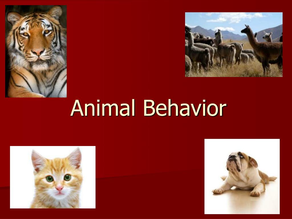 PPT Animal Behavior PowerPoint Presentation, free download ID1254399 PPT Animal Behavior PowerPoint Presentation, free download ID1254399