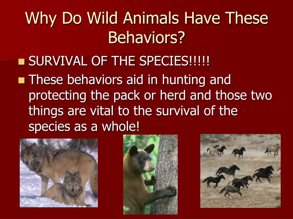 PPT Animal Behavior PowerPoint Presentation, free download ID1254399