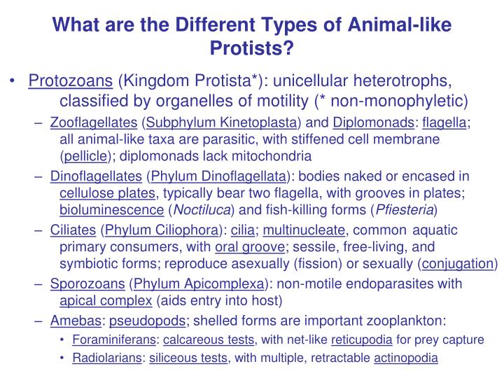 PPT - What are the Different Types of Animal-like Protists? PowerPoint  Presentation - ID:1255339