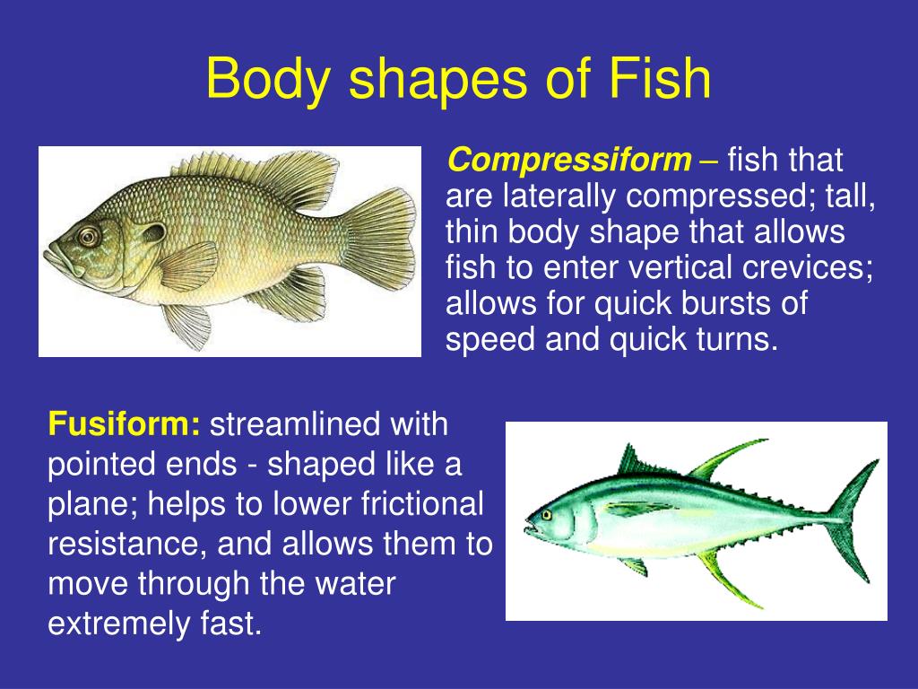 PPT - Fish: Form and function PowerPoint Presentation, free download ...