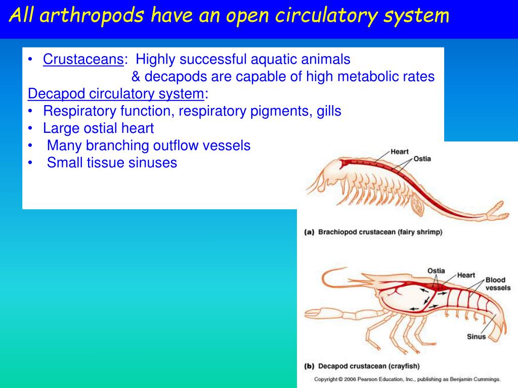 PPT - Circulatory systems – general questions PowerPoint Presentation -  ID:1256381