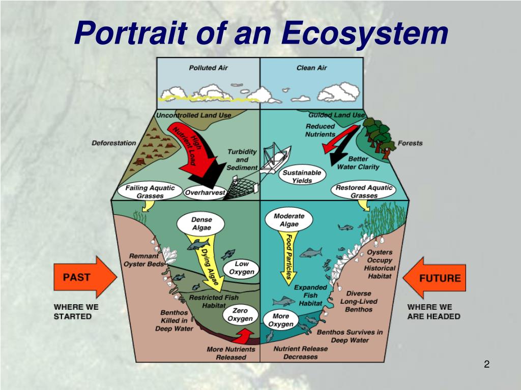 PPT - Chesapeake Bay TMDL PowerPoint Presentation, free download - ID 
