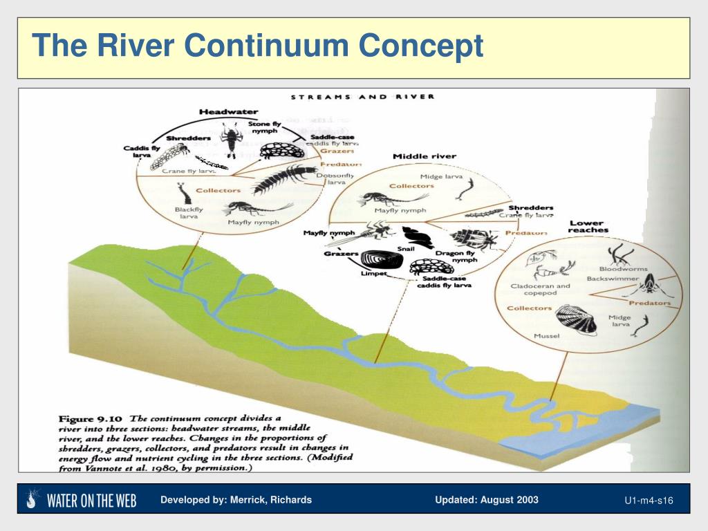 the continuum concept the continuum concept