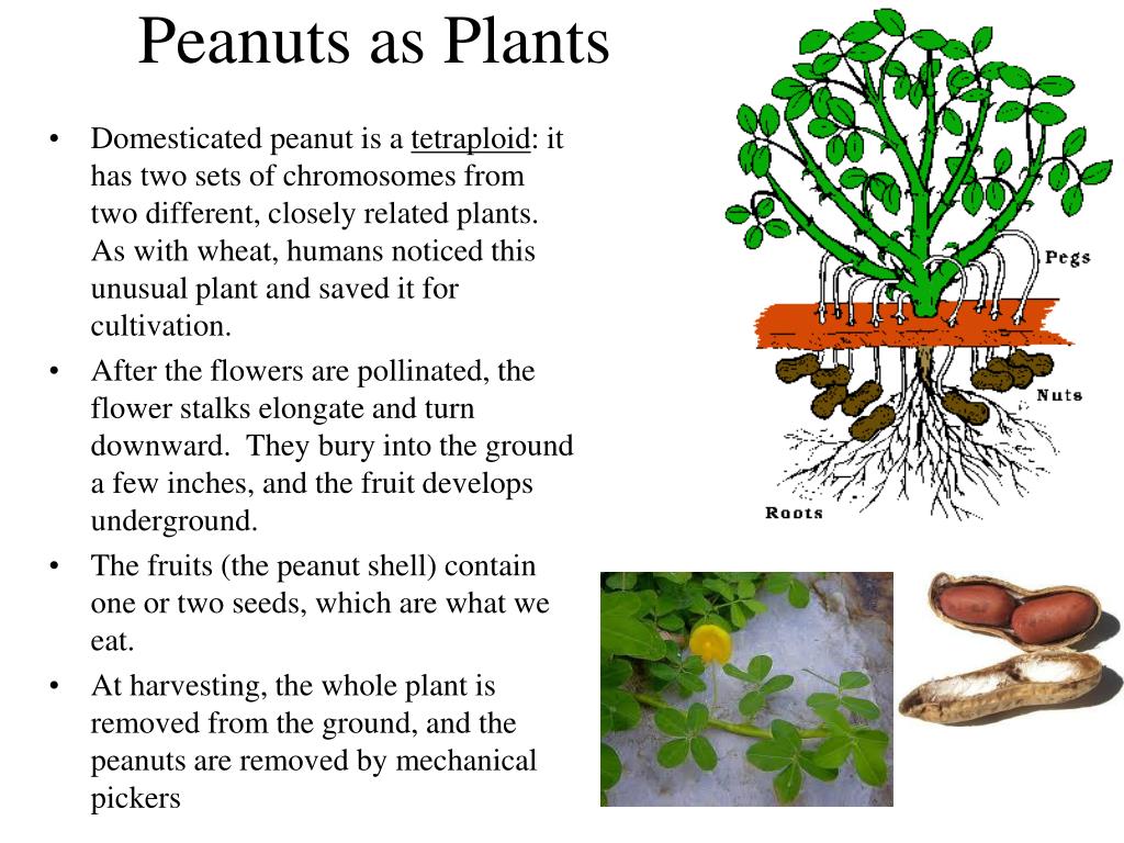 PPT - Legumes PowerPoint Presentation, free download - ID:1258305