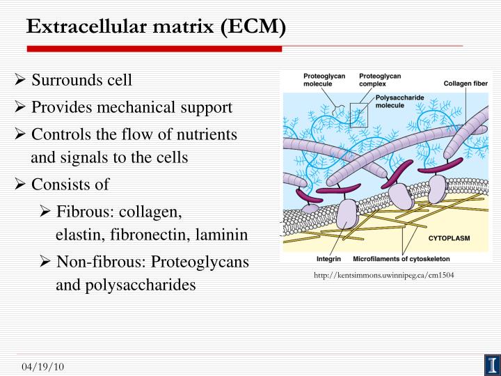 Extracellular Matrix Structure And Function