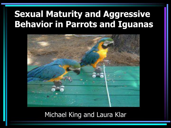 sexual maturity and aggressive behavior in parrots and iguanas n.