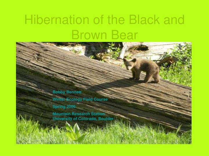 hibernation of the black and brown bear n.