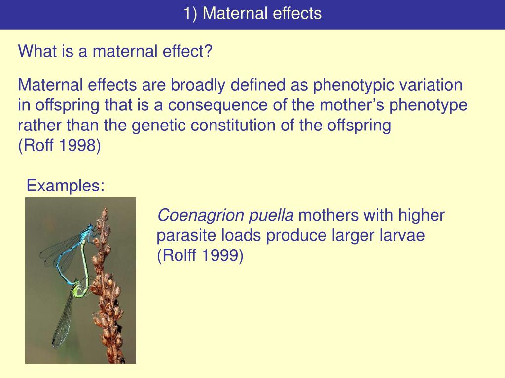 PPT - Maternal effects and evolution PowerPoint Presentation, free download  - ID:1259989
