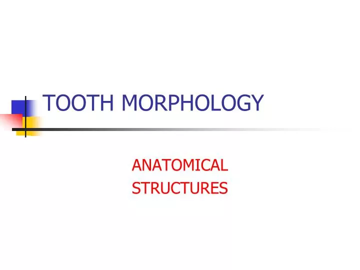 PPT TOOTH MORPHOLOGY PowerPoint Presentation, free download ID1265472