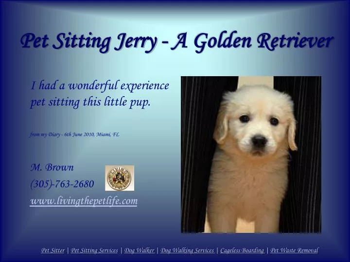 pet sitting jerry a golden retriever n.