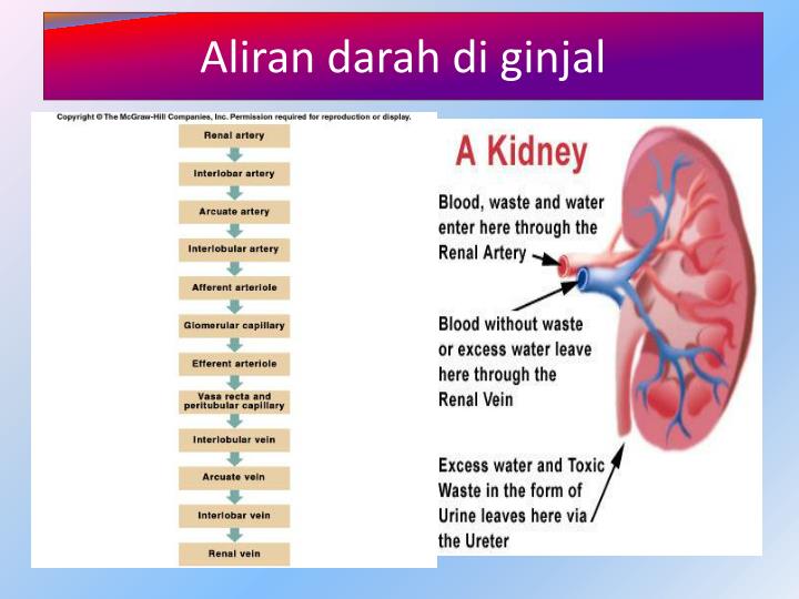 PPT - GAGAL GINJAL AKUT PowerPoint Presentation - ID:1265851