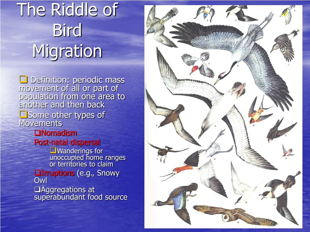 PPT - The Riddle of Bird Migration PowerPoint Presentation, free download -  ID:1266879