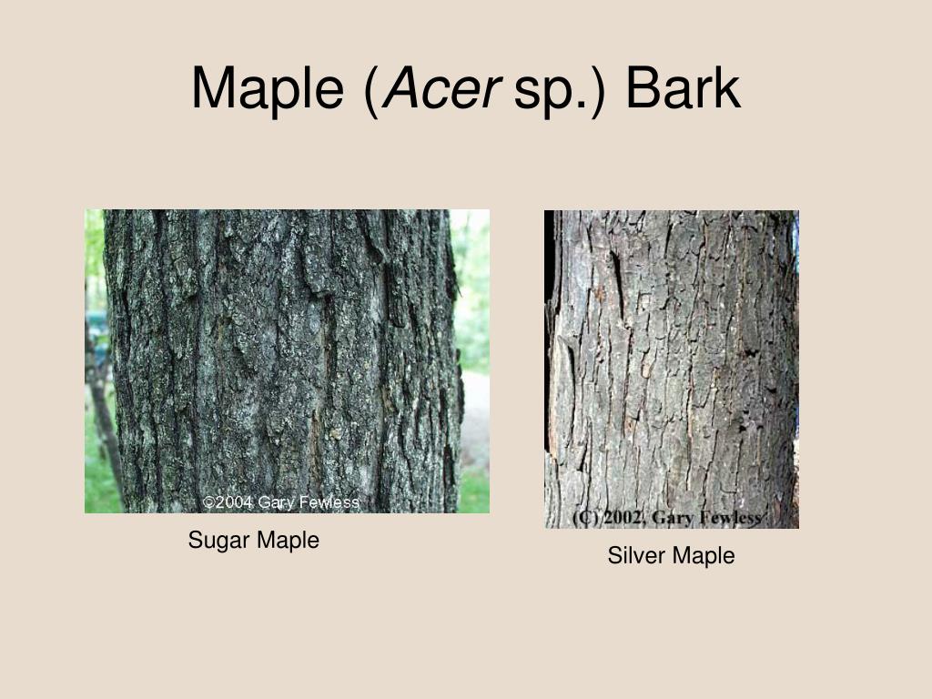 PPT - Winter Tree Identification PowerPoint Presentation, free download - ID:1267141