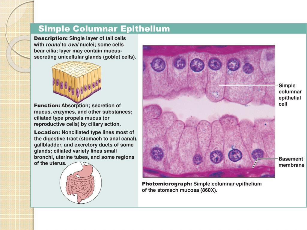 PPT Histology (Tissues) PowerPoint Presentation, free download ID