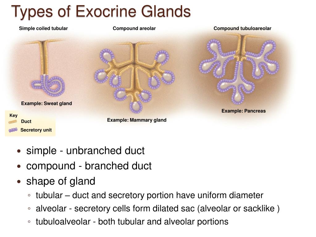 Exocrine Gland Duct