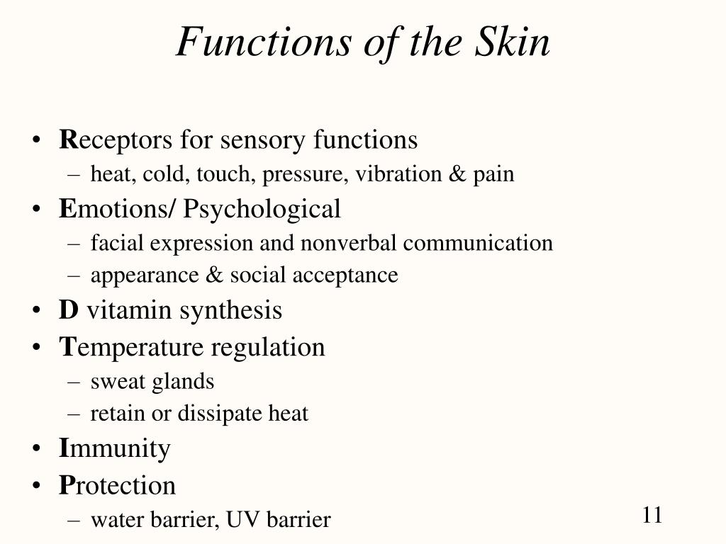 PPT - Chapter 6 The Integumentary System PowerPoint Presentation, free