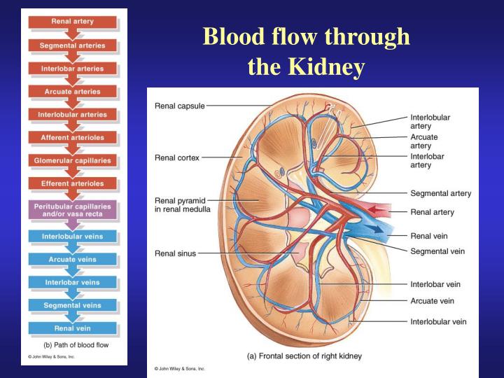 PPT Major Functions of the Kidneys and the Urinary System PowerPoint