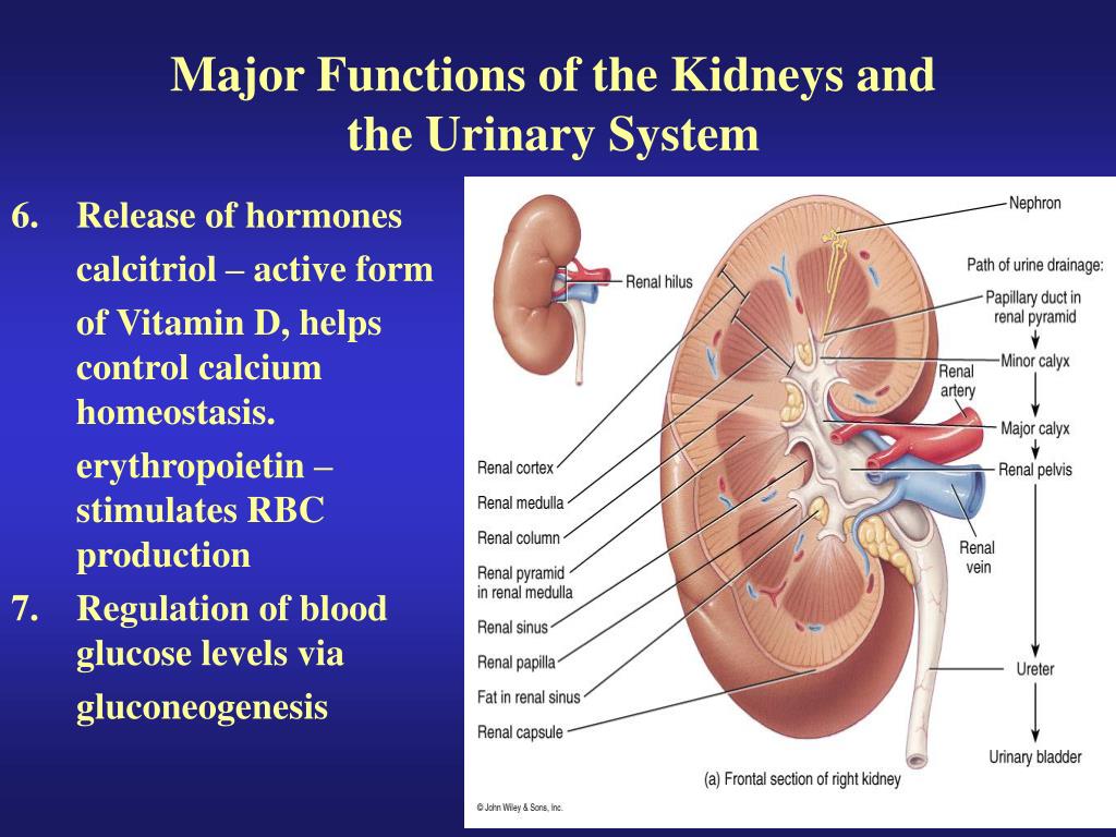 functional unit of the kidney functional unit of the kidney