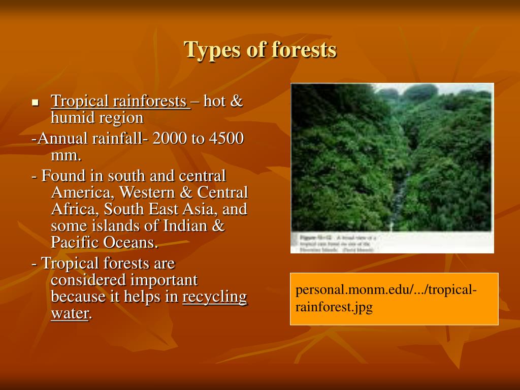 PPT - PRESENTATION ON FOREST ECOSYSTEM PowerPoint Presentation, free ...